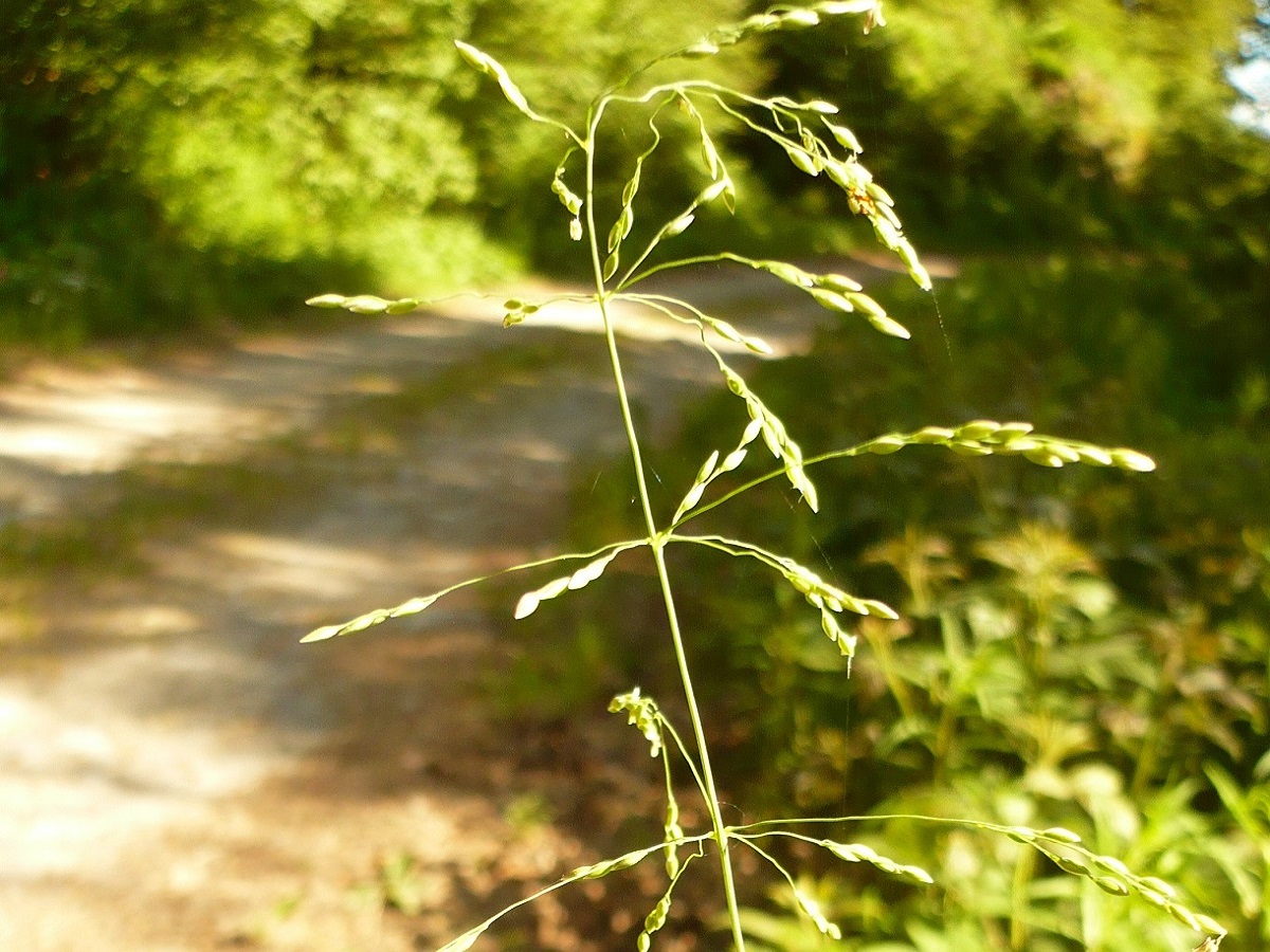 Milium effusum (Poaceae)
